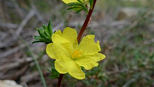 Hibbertia fasciculata flower.jpg