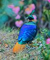 Himalayan Monal, Male (28466143101)