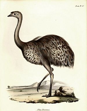 Image-Rhea Darwinii1