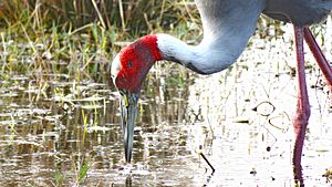 Indian Saras crane01