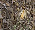 Iowa field corn