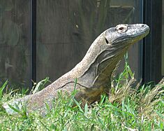 Komododragon2