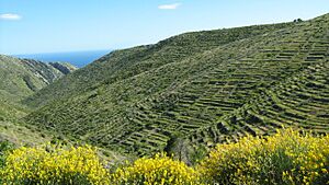 Lavender fields