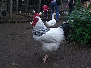 Light Sussex rooster - Collingwood Children's Farm