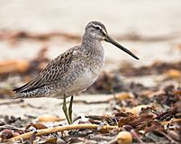 Limnodromus scolopaceus Mike Baird crop.jpg