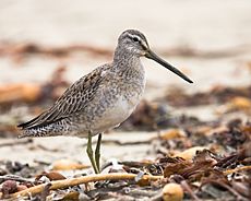 Limnodromus scolopaceus Mike Baird crop