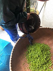 Longjing tea 17