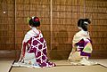 Maiko and geisha back