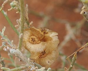 Maireana aphylla fruit