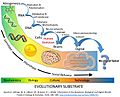 Major Evolutionary Transitions digital