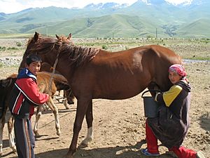 Mare milking Suusamyr