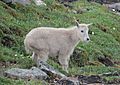 Mountain goat kid