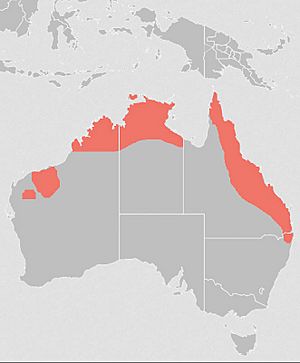 Nyctophilus bifax distribution