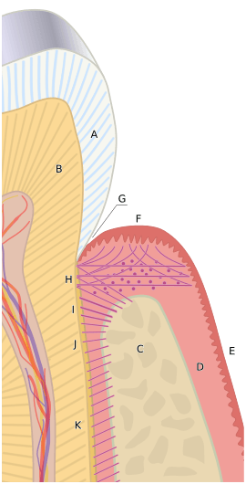 Periodontium