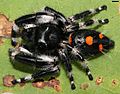 Phidippus audax 4765