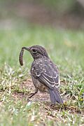 Pied Bush Chat (Saxicola caprata)