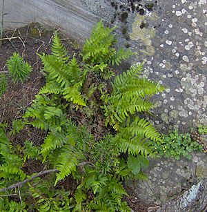 Polypodium appalachianum1.jpg