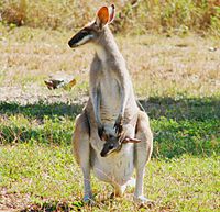 Pretty-face Wallaby