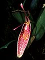 Restrepia roseola Orchi 01