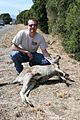 Roadkill Eastern Grey Kangaroo