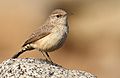 RockWren-1JAN2018