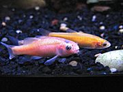 Rosy Red Minnows fullsize