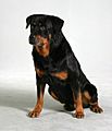 Rottweiler Aaron