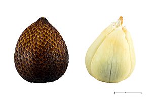 Salak (Salacca zalacca), 2015-05-17.jpg