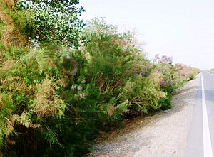 Saxaul planted along roads in Xinjiang near Cherchen to slow desertification