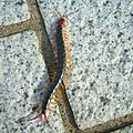 Scolopendra subspinipes mutilans