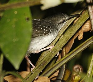 Silvered Antbird