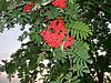 Sorbus americana, Whitefish Island 1.JPG