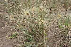 Spinifex sericeus kz03.jpg