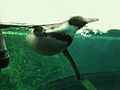 SwimmingPenguin