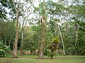 A flat grassy area dotted with widely spaced trees. A wide stairway can just be glimpsed between the vegetation.