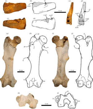 Thalassocnus natans from Cerro Ballena