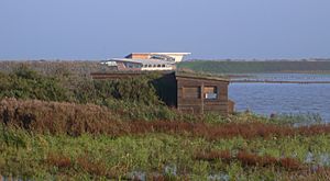 Titchwell131111-238.jpg