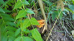 Tree of Heaven Re-sprouting