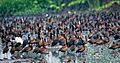 White-faced whistling ducks