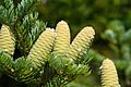 Abies holophylla Manchurian Fir cones