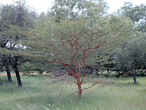 Acacia seyal Bild0830