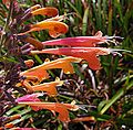 Agastache aurantiaca (10498944733)