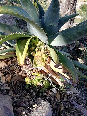 Aloevera-mite