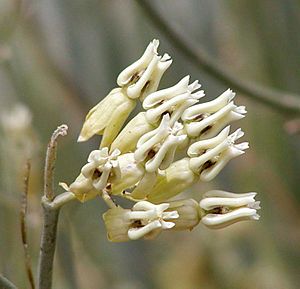 Asclepias subulata flowers.jpg