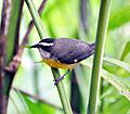 Bananaquit (7060538435)