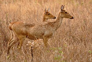 Barasingha females.JPG