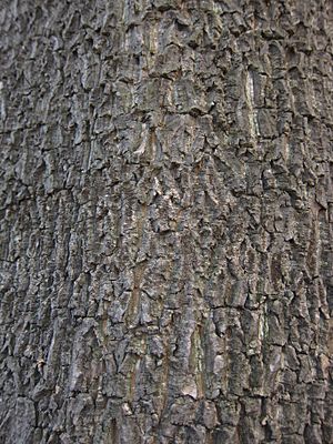 Bark of Alstonia scholaris