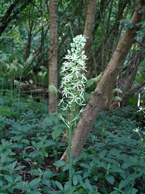 Bath asparagus clouts wood.jpg