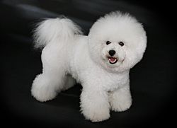 Bichon Frisé - studdogbichon