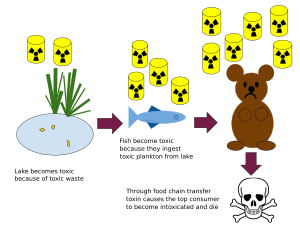 Bio-magnification in a pond ecosystem